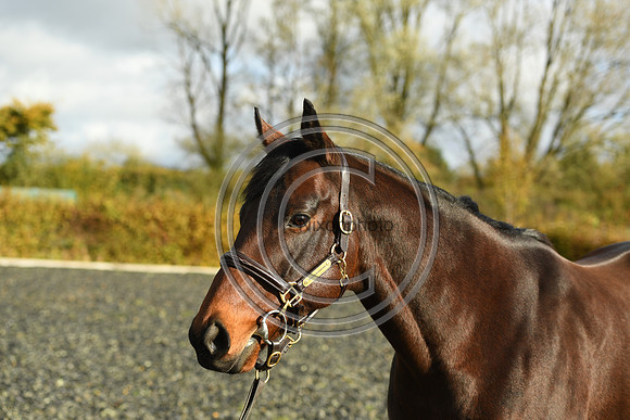 Mare6_Selwood_PN22_55381