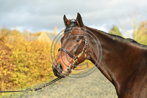 Mare6_Selwood_PN22_55393