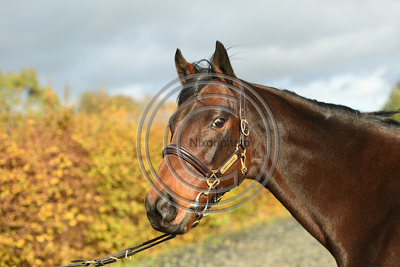 Mare6_Selwood_PN22_55394