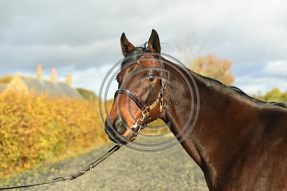 Mare6_Selwood_PN22_55397