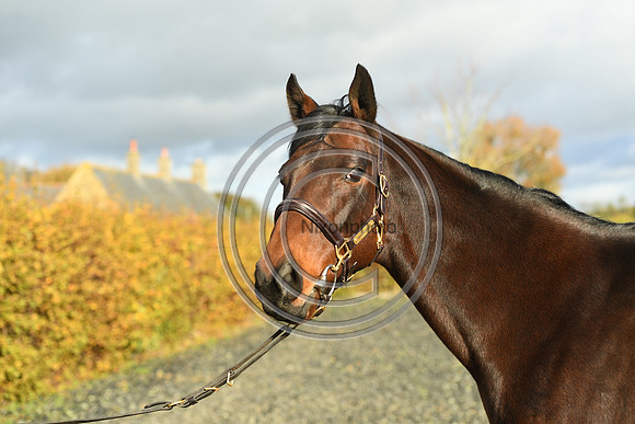 Mare6_Selwood_PN22_55398