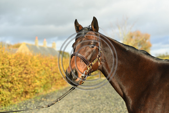 Mare6_Selwood_PN22_55399