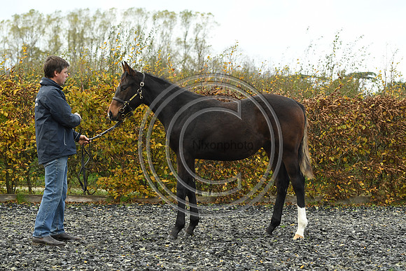 Foal1_Selwood_PN22_55426