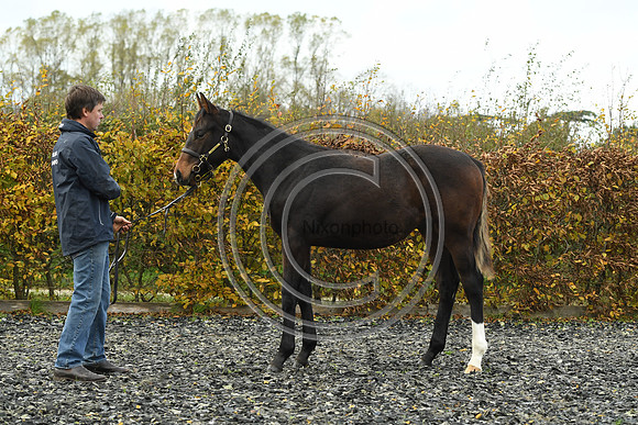 Foal1_Selwood_PN22_55427