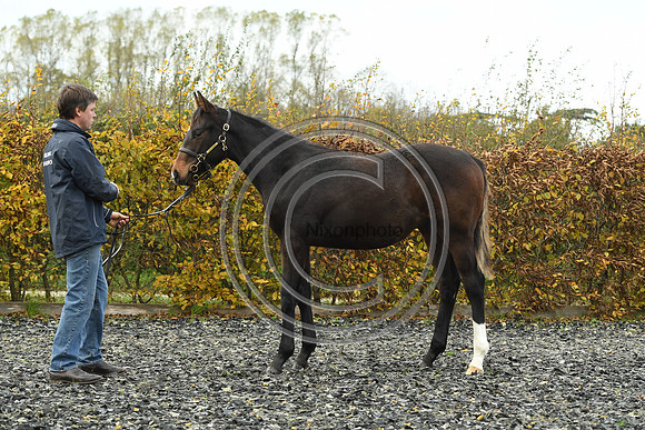 Foal1_Selwood_PN22_55428