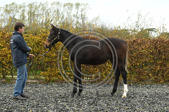 Foal1_Selwood_PN22_55429