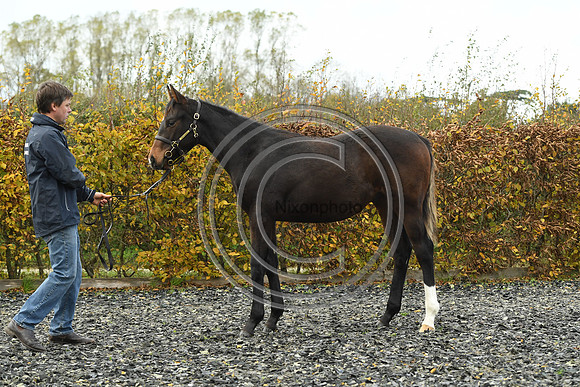 Foal1_Selwood_PN22_55430