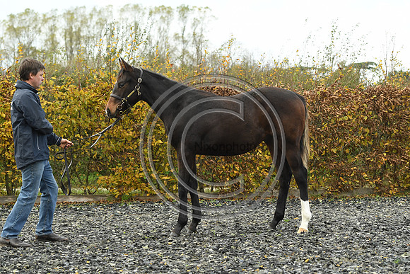 Foal1_Selwood_PN22_55432