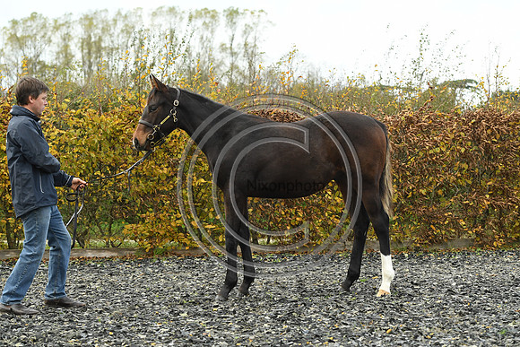 Foal1_Selwood_PN22_55433