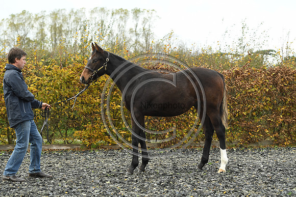 Foal1_Selwood_PN22_55437
