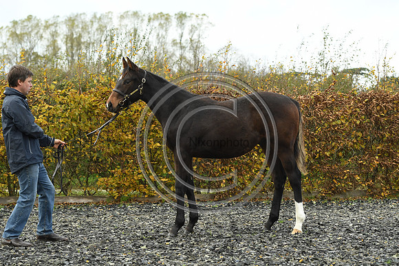 Foal1_Selwood_PN22_55438