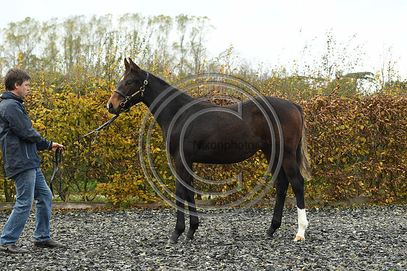 Foal1_Selwood_PN22_55439