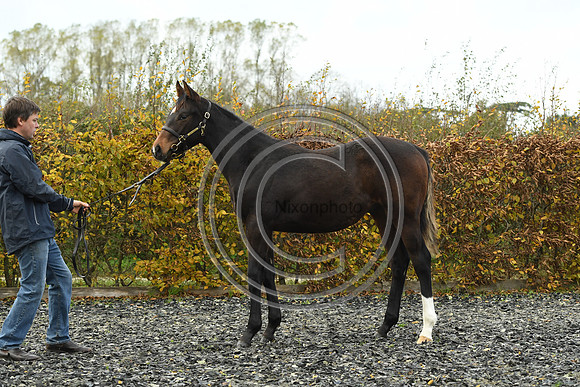 Foal1_Selwood_PN22_55440