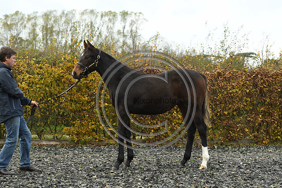 Foal1_Selwood_PN22_55442