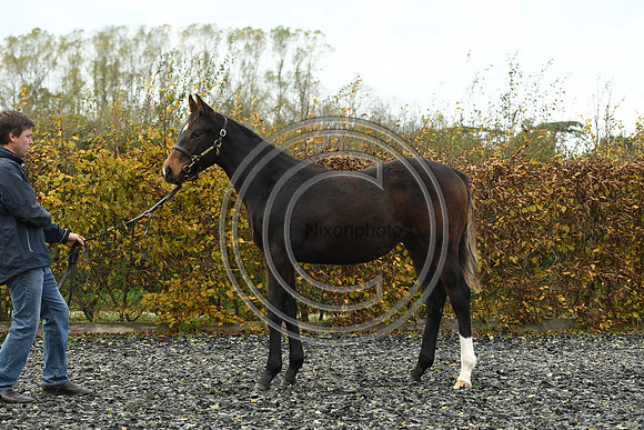 Foal1_Selwood_PN22_55443