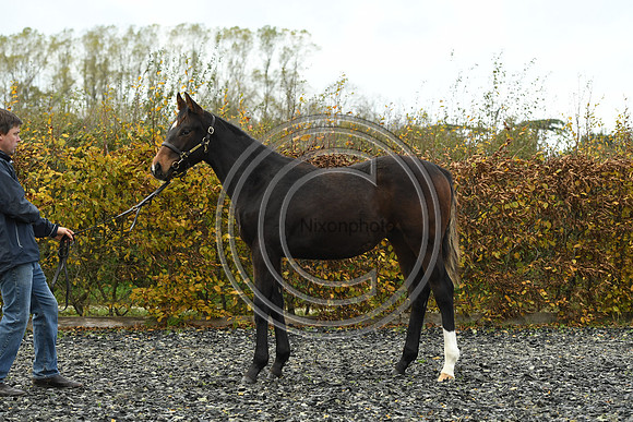 Foal1_Selwood_PN22_55445