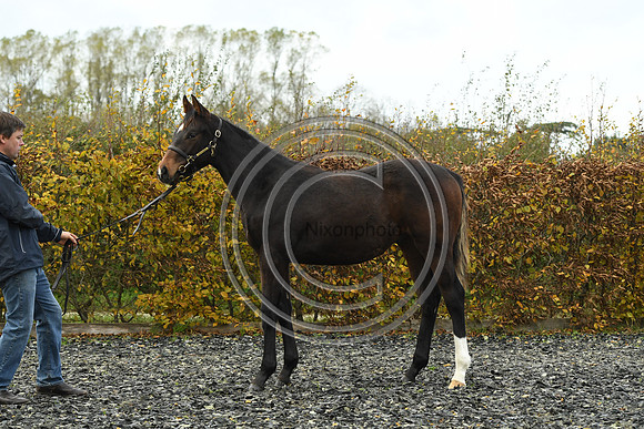 Foal1_Selwood_PN22_55446