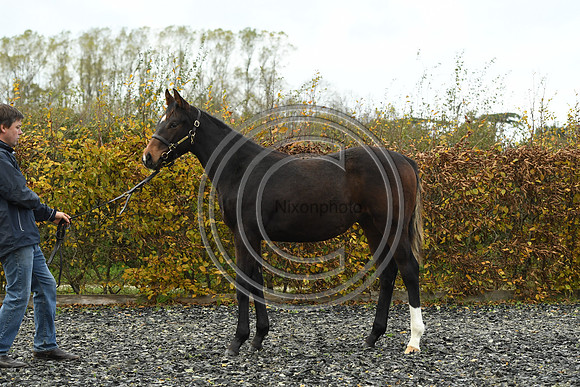 Foal1_Selwood_PN22_55447