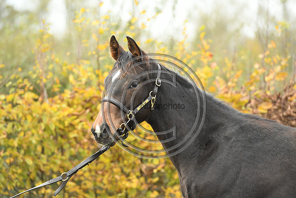 Foal1_Selwood_PN22_55450