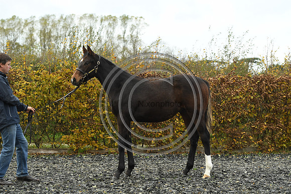 Foal1_Selwood_PN22_55448