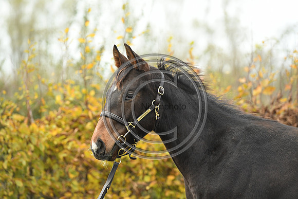 Foal1_Selwood_PN22_55453
