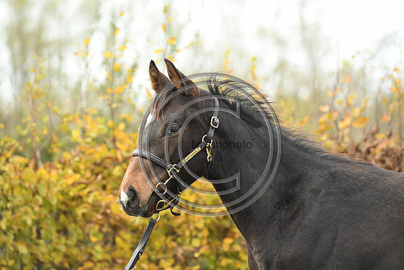 Foal1_Selwood_PN22_55454