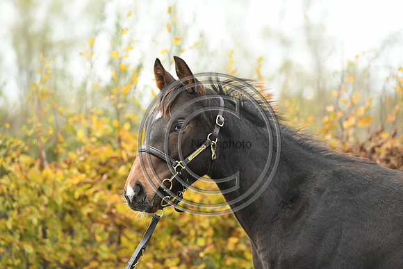 Foal1_Selwood_PN22_55455