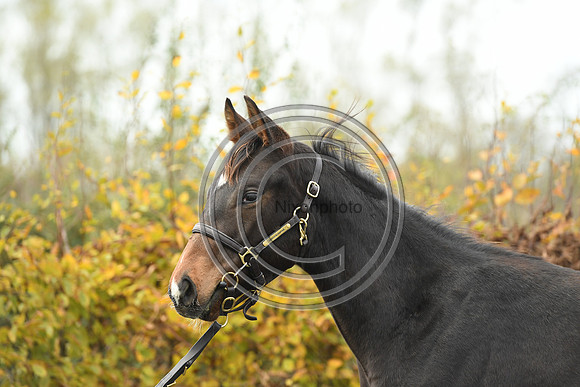 Foal1_Selwood_PN22_55458