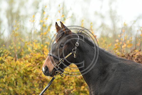 Foal1_Selwood_PN22_55459
