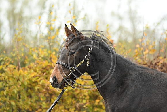 Foal1_Selwood_PN22_55460