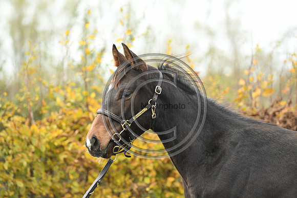 Foal1_Selwood_PN22_55461