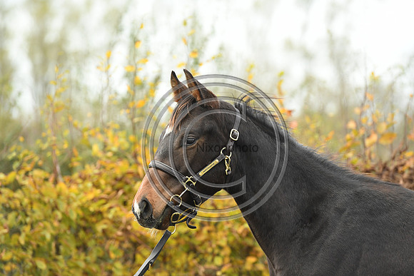 Foal1_Selwood_PN22_55462