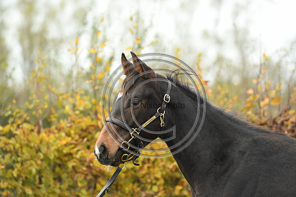 Foal1_Selwood_PN22_55463