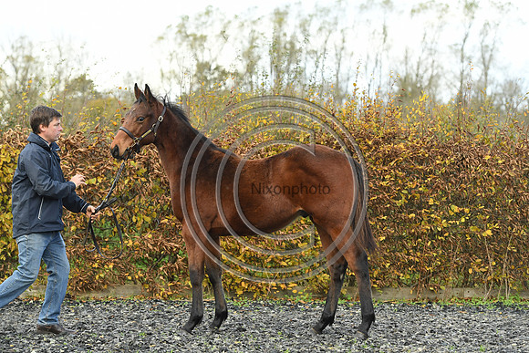 Foal2_Selwood_PN22_55465