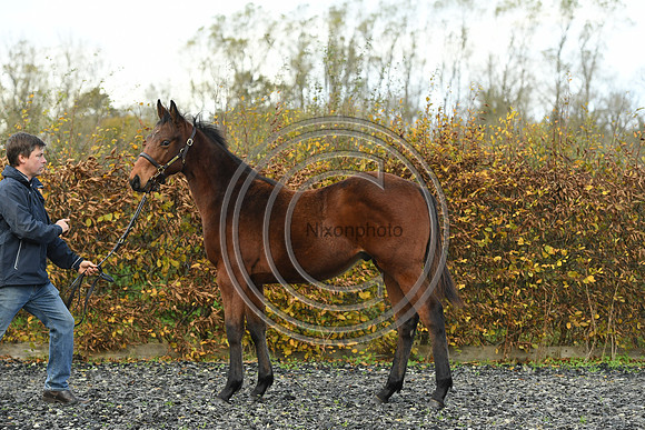 Foal2_Selwood_PN22_55466