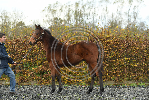 Foal2_Selwood_PN22_55467
