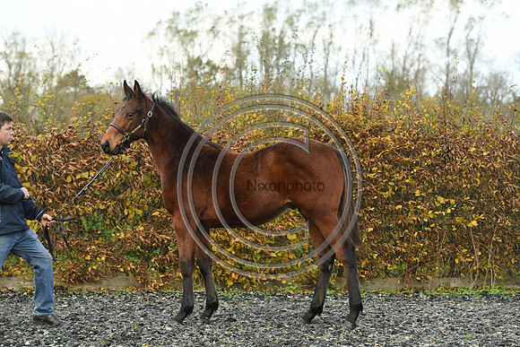 Foal2_Selwood_PN22_55468