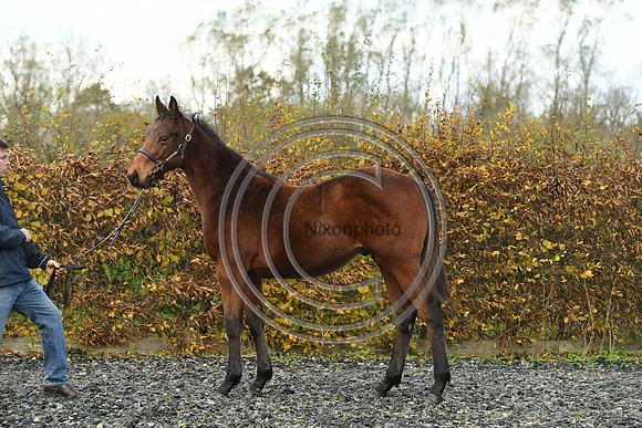 Foal2_Selwood_PN22_55469