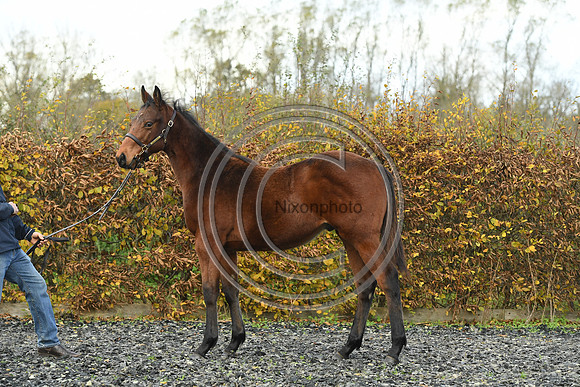 Foal2_Selwood_PN22_55470
