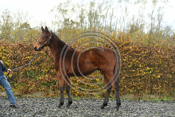 Foal2_Selwood_PN22_55471