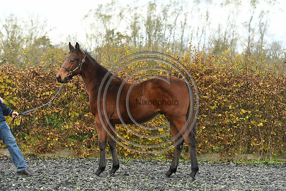 Foal2_Selwood_PN22_55472
