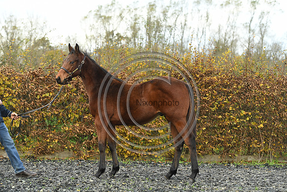 Foal2_Selwood_PN22_55473
