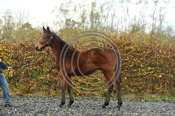 Foal2_Selwood_PN22_55474
