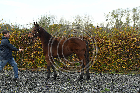 Foal2_Selwood_PN22_55478