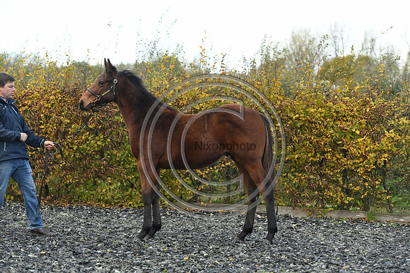 Foal2_Selwood_PN22_55488