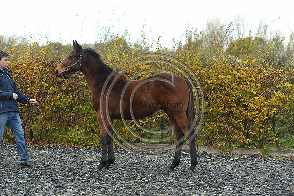 Foal2_Selwood_PN22_55489