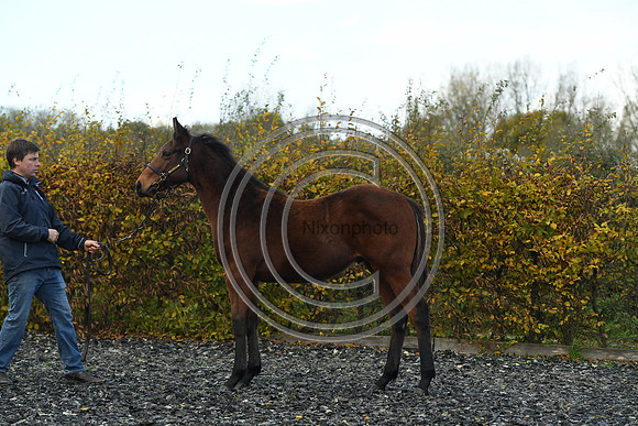 Foal2_Selwood_PN22_55490