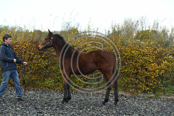 Foal2_Selwood_PN22_55491