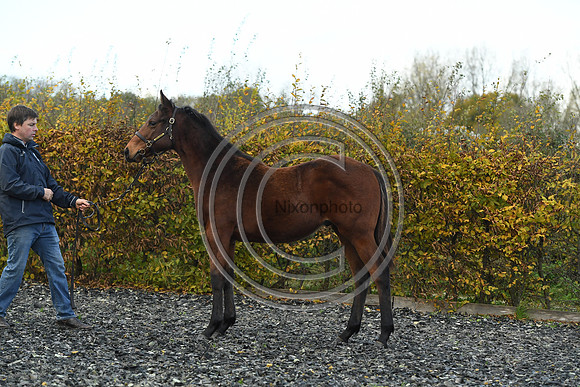 Foal2_Selwood_PN22_55492