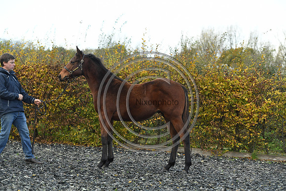 Foal2_Selwood_PN22_55493